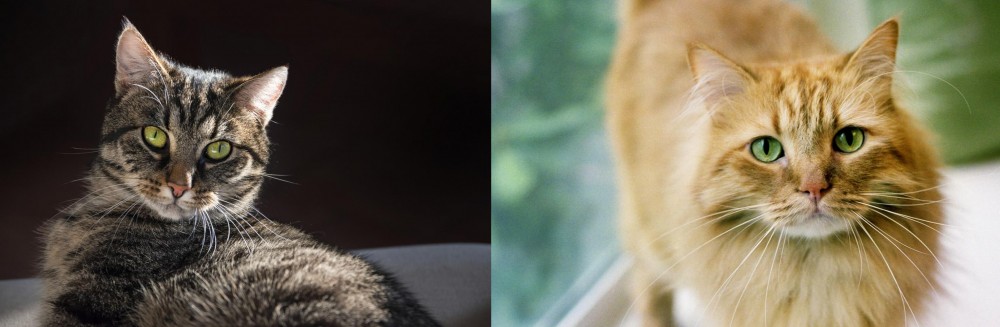Ginger Tabby vs European Shorthair - Breed Comparison