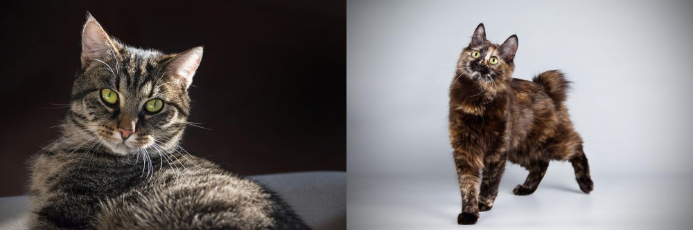 Japanese Bobtail vs European Shorthair - Breed Comparison