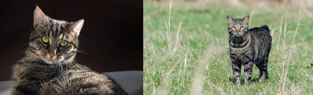 Manx vs European Shorthair - Breed Comparison