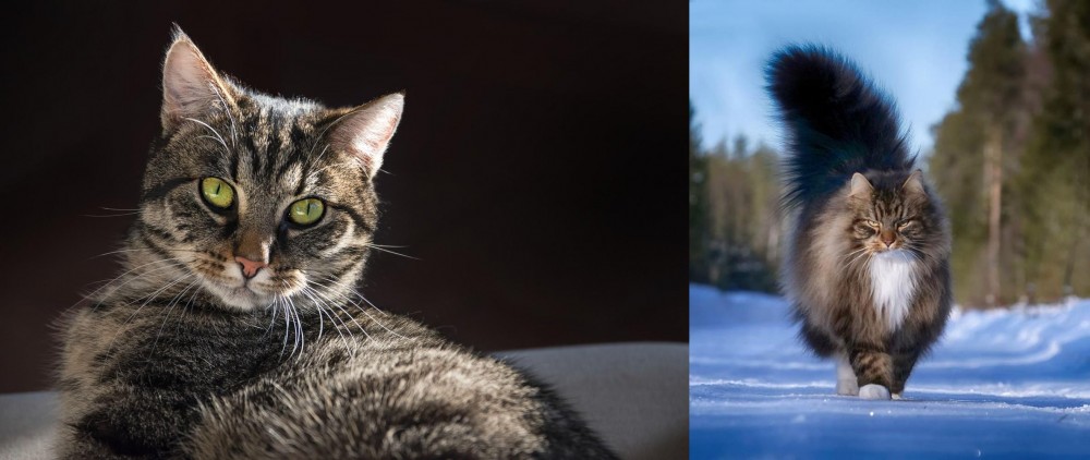 Norwegian Forest Cat vs European Shorthair - Breed Comparison