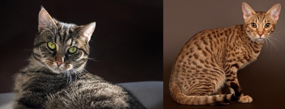 Ocicat vs European Shorthair - Breed Comparison