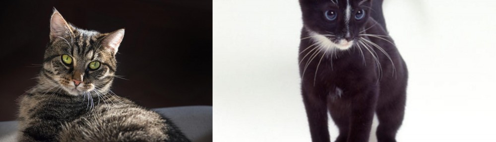 Ojos Azules vs European Shorthair - Breed Comparison