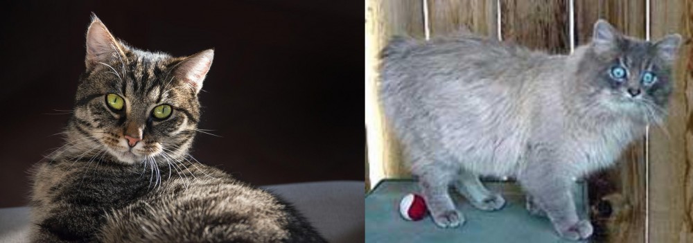 Owyhee Bob vs European Shorthair - Breed Comparison