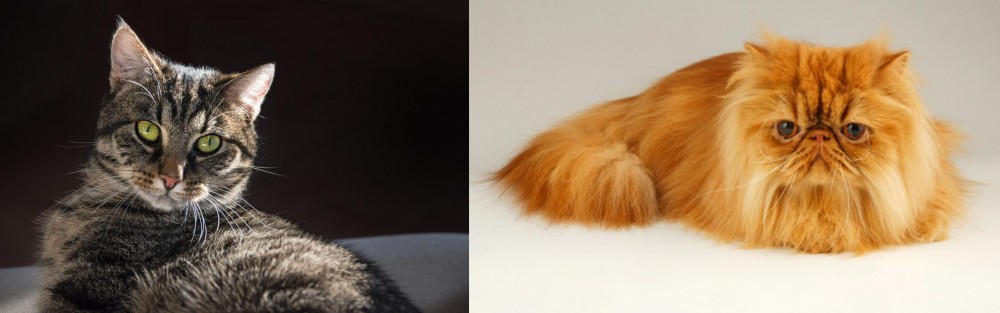 Persian vs European Shorthair - Breed Comparison