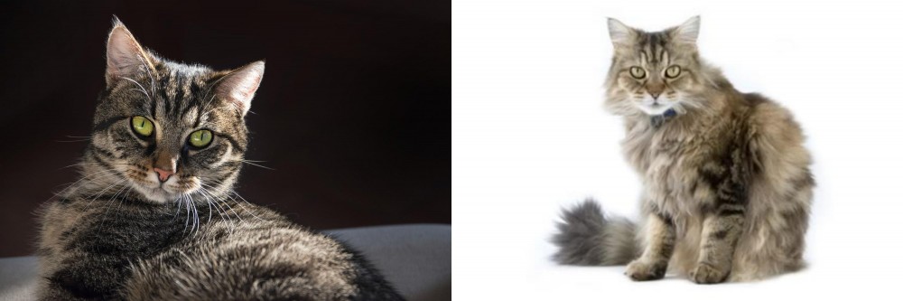 Ragamuffin vs European Shorthair - Breed Comparison