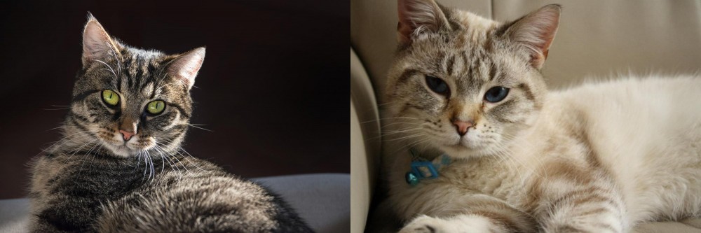 Siamese/Tabby vs European Shorthair - Breed Comparison