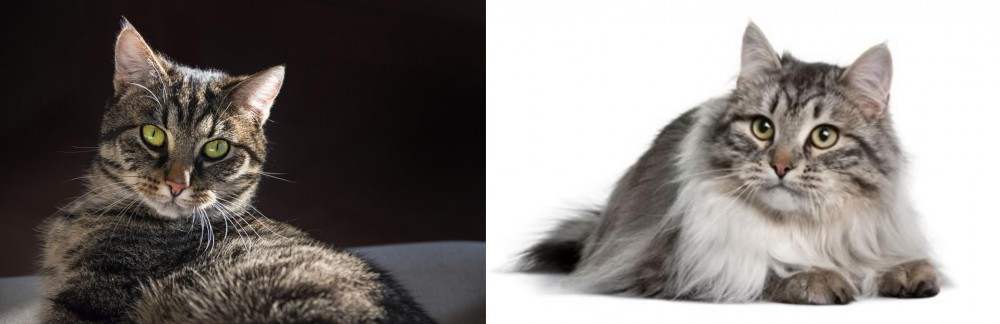 Siberian vs European Shorthair - Breed Comparison