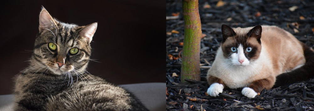 Snowshoe vs European Shorthair - Breed Comparison