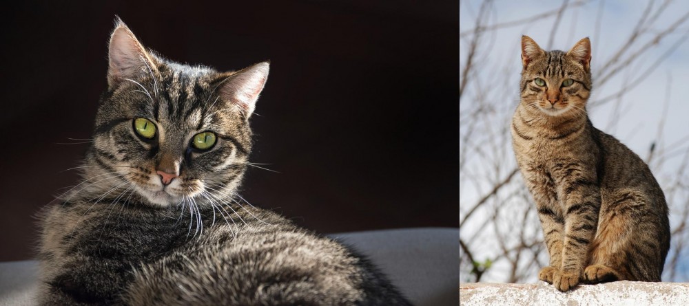 Tabby vs European Shorthair - Breed Comparison