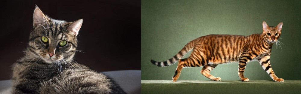Toyger vs European Shorthair - Breed Comparison