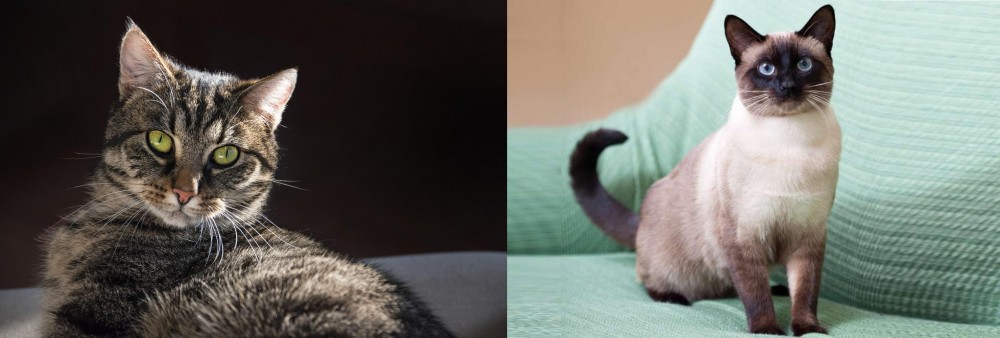 Traditional Siamese vs European Shorthair - Breed Comparison