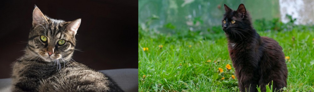 York Chocolate Cat vs European Shorthair - Breed Comparison