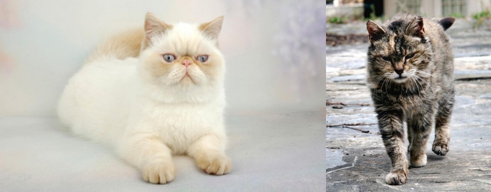 Farm Cat vs Exotic Shorthair - Breed Comparison