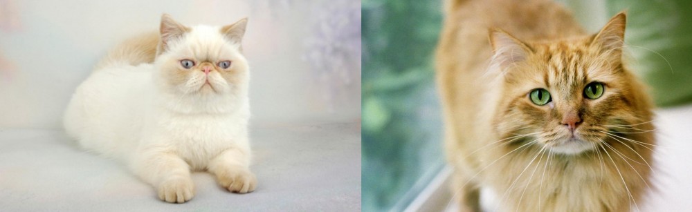 Ginger Tabby vs Exotic Shorthair - Breed Comparison