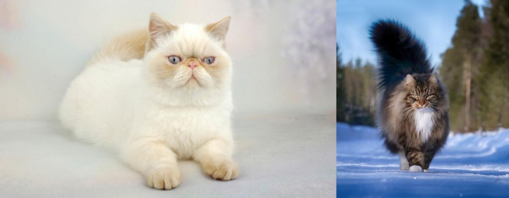 Norwegian Forest Cat vs Exotic Shorthair - Breed Comparison