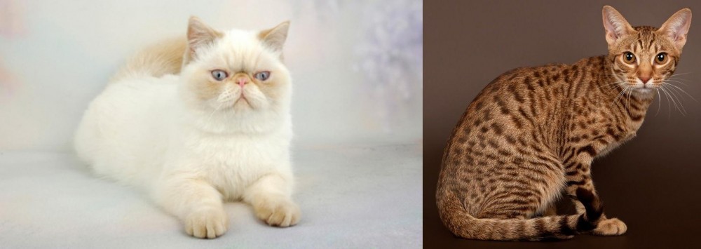 Ocicat vs Exotic Shorthair - Breed Comparison