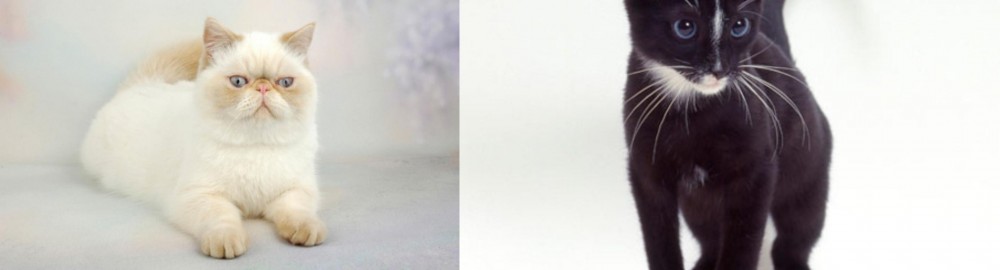 Ojos Azules vs Exotic Shorthair - Breed Comparison