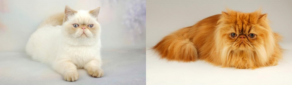 Persian vs Exotic Shorthair - Breed Comparison