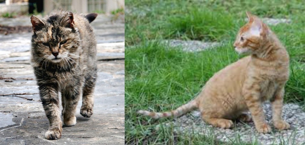 German Rex vs Farm Cat - Breed Comparison