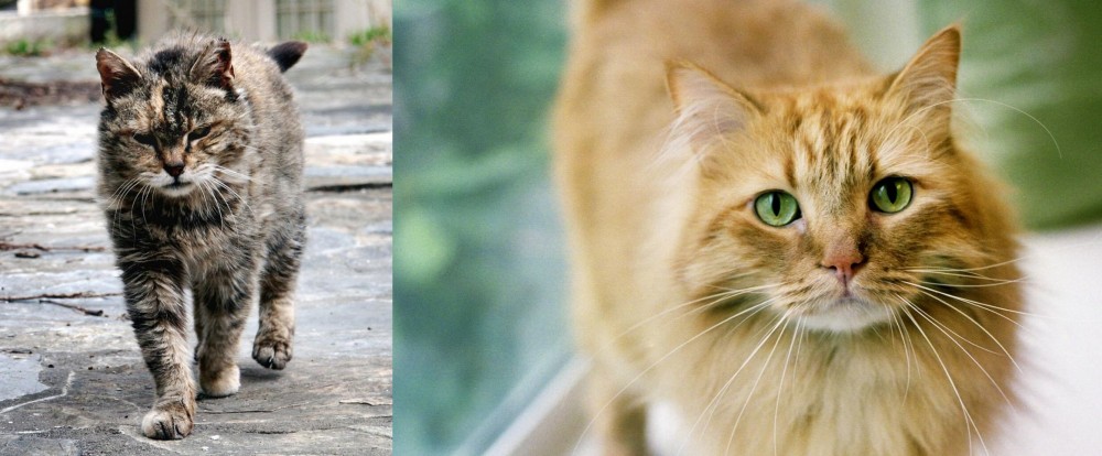 Ginger Tabby vs Farm Cat - Breed Comparison