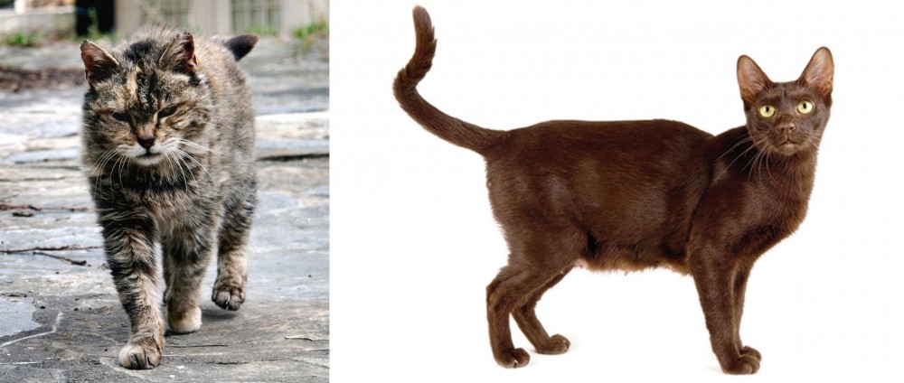 Havana Brown vs Farm Cat - Breed Comparison