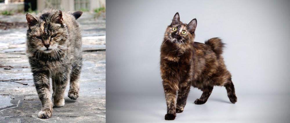 Japanese Bobtail vs Farm Cat - Breed Comparison