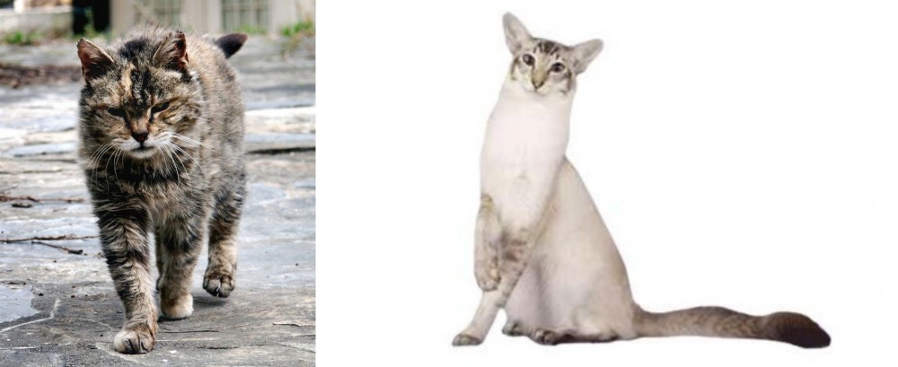 Javanese vs Farm Cat - Breed Comparison