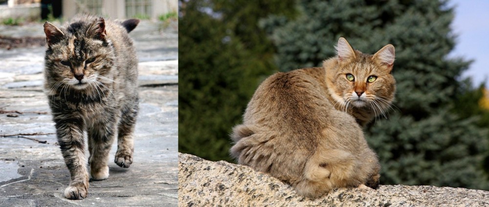 Jungle-Bob vs Farm Cat - Breed Comparison
