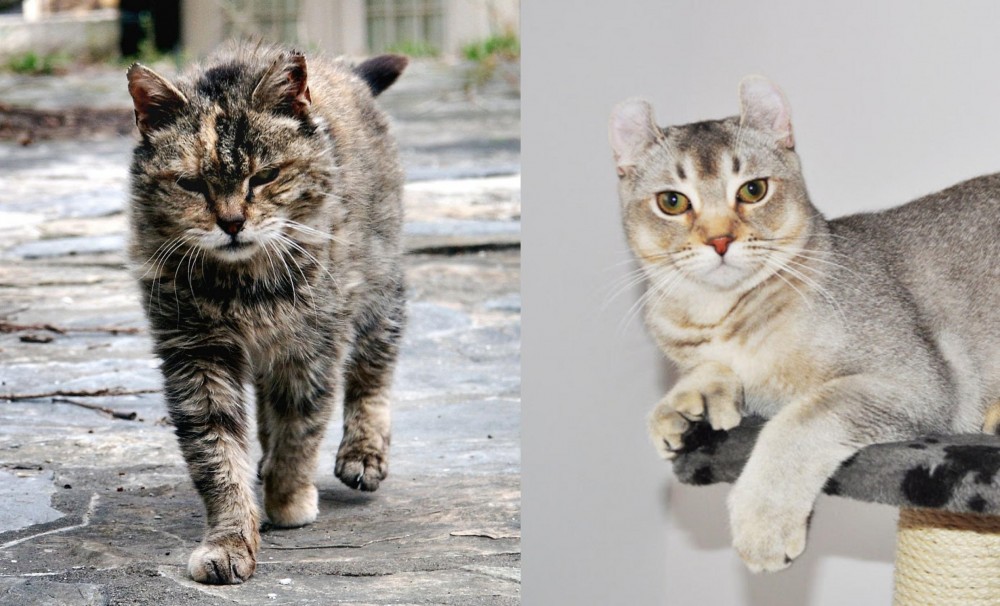 Jungle-Curl vs Farm Cat - Breed Comparison