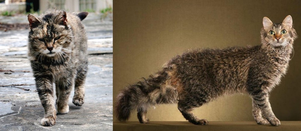 LaPerm vs Farm Cat - Breed Comparison