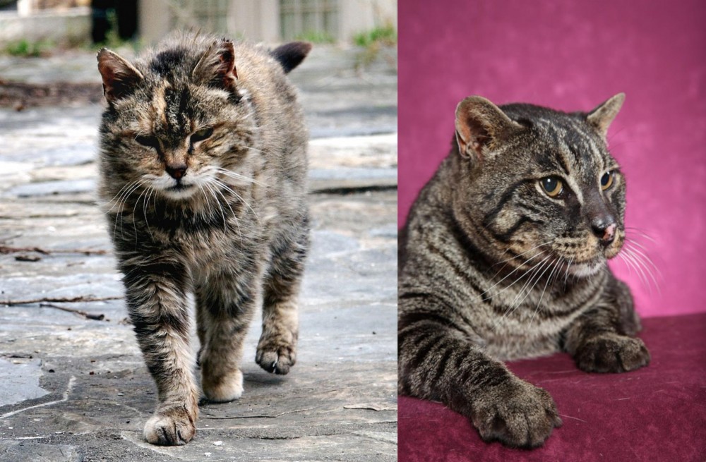 Machbagral vs Farm Cat - Breed Comparison