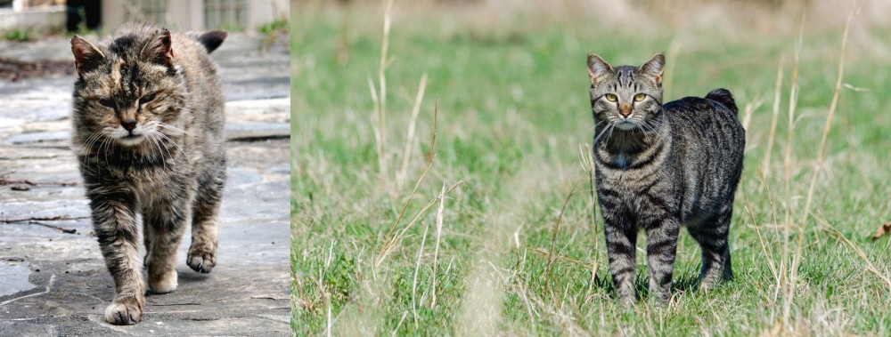 Manx vs Farm Cat - Breed Comparison