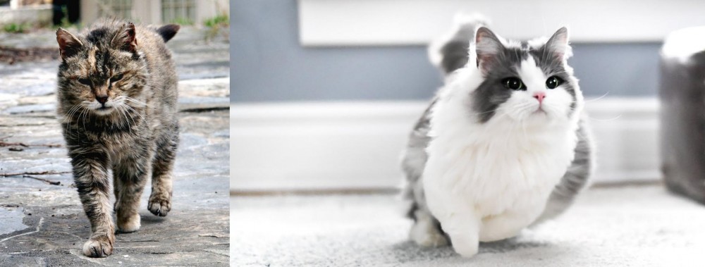 Munchkin vs Farm Cat - Breed Comparison