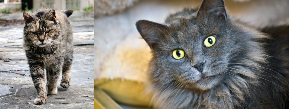 Nebelung vs Farm Cat - Breed Comparison