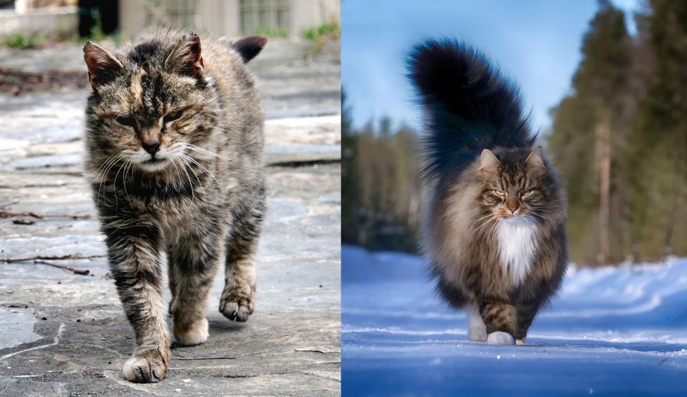 Norwegian Forest Cat vs Farm Cat - Breed Comparison