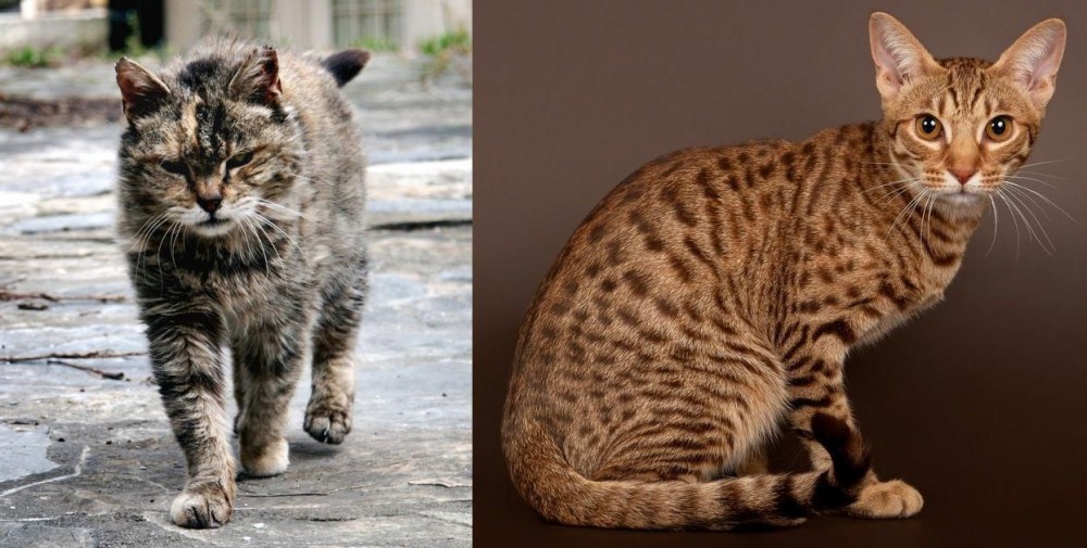 Ocicat vs Farm Cat - Breed Comparison