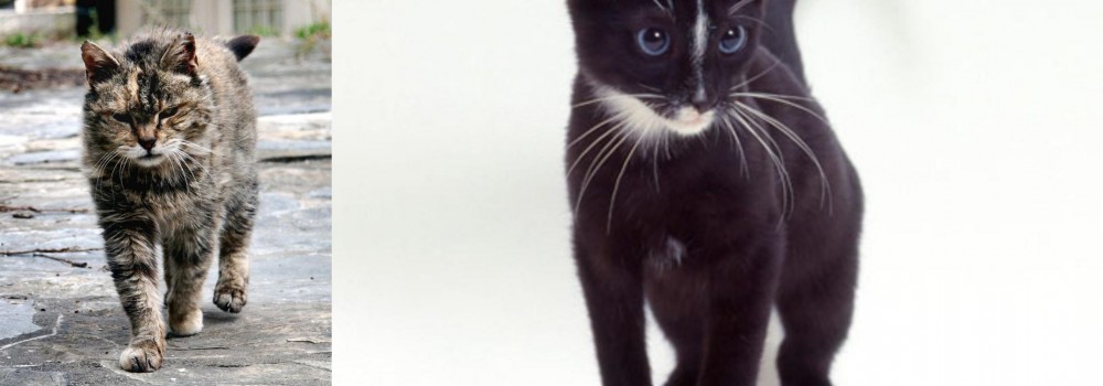 Ojos Azules vs Farm Cat - Breed Comparison