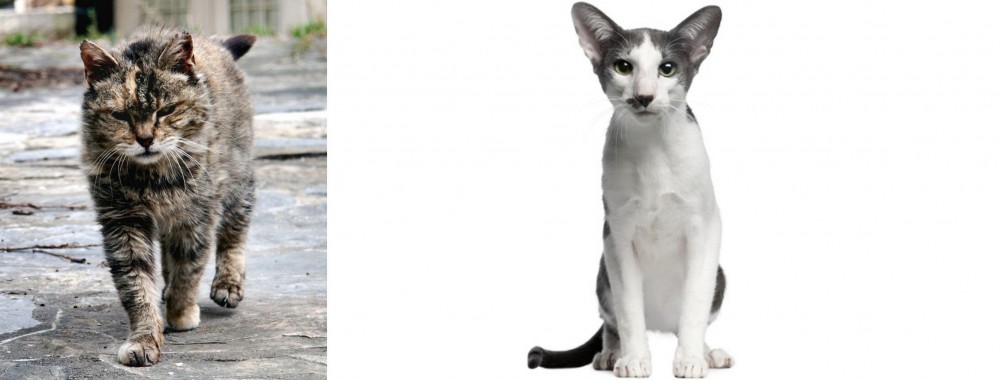 Oriental Bicolour vs Farm Cat - Breed Comparison