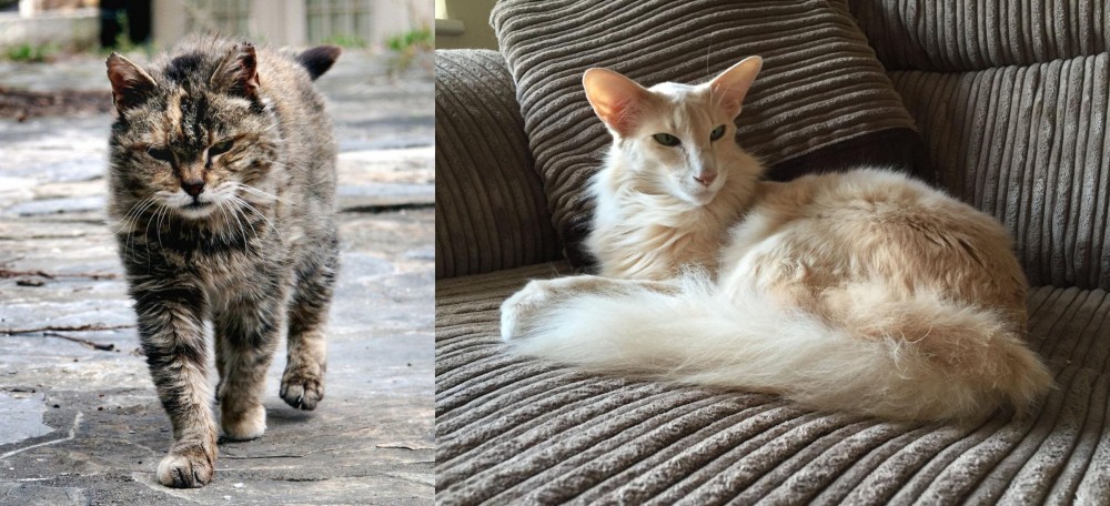 Oriental Longhair vs Farm Cat - Breed Comparison