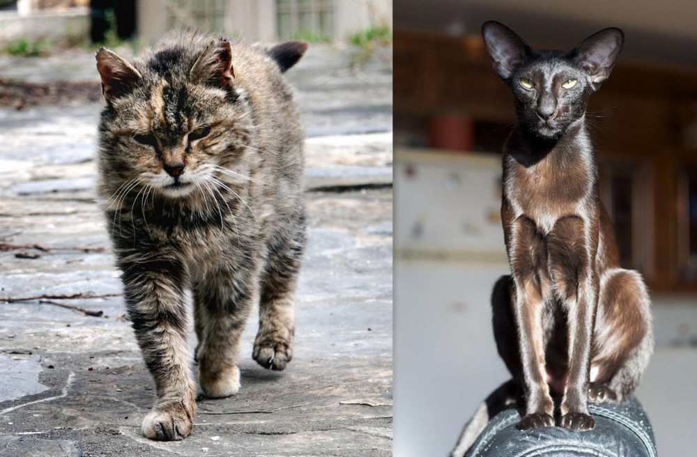 Oriental Shorthair vs Farm Cat - Breed Comparison