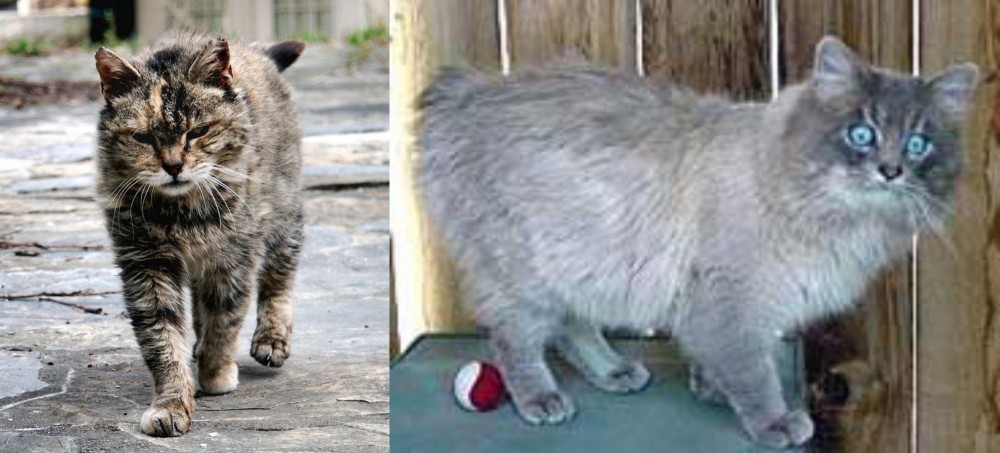 Owyhee Bob vs Farm Cat - Breed Comparison