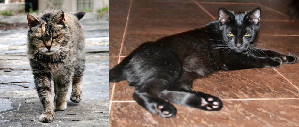 Pantherette vs Farm Cat - Breed Comparison