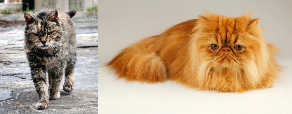 Persian vs Farm Cat - Breed Comparison
