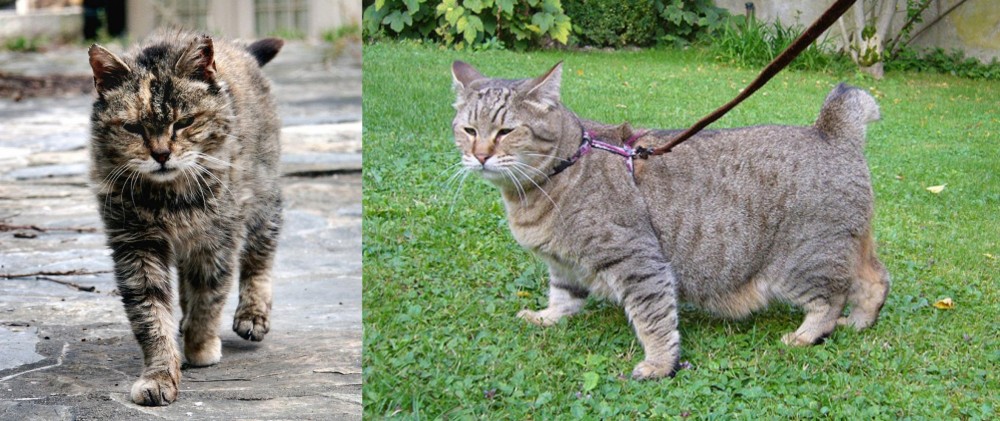 Pixie-bob vs Farm Cat - Breed Comparison