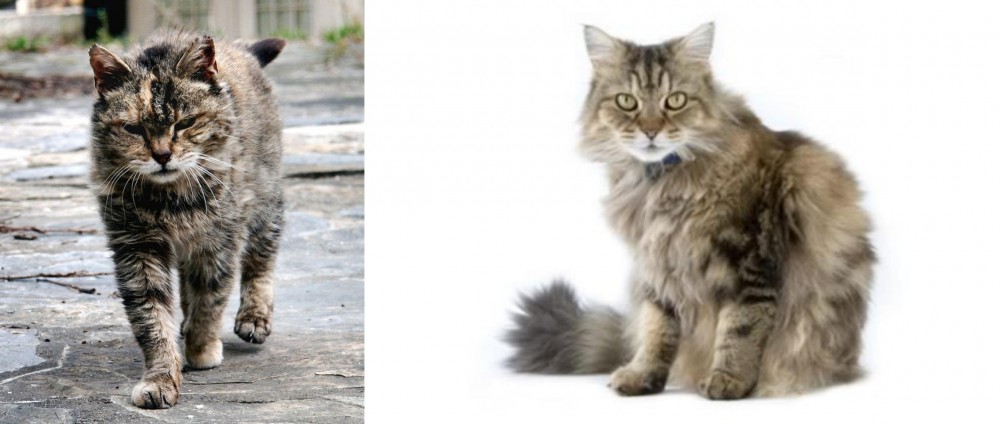Ragamuffin vs Farm Cat - Breed Comparison