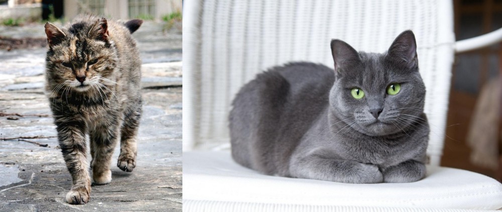 Russian Blue vs Farm Cat - Breed Comparison
