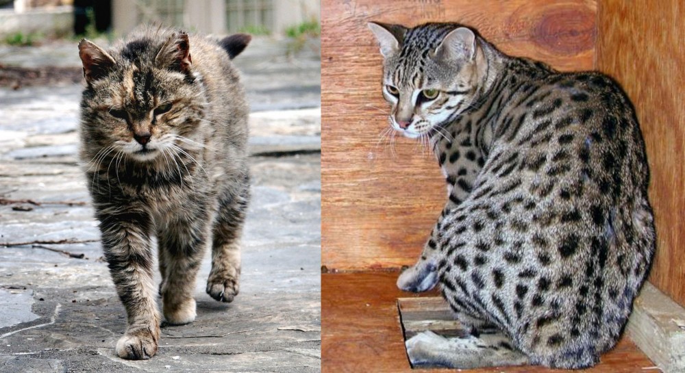 Safari vs Farm Cat - Breed Comparison