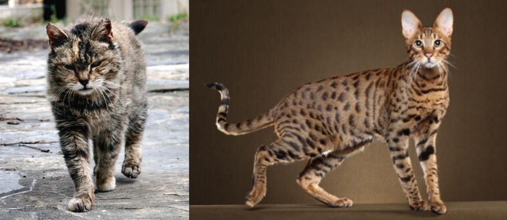 Savannah vs Farm Cat - Breed Comparison
