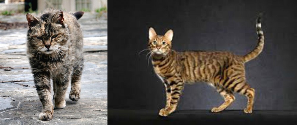 Serengeti vs Farm Cat - Breed Comparison