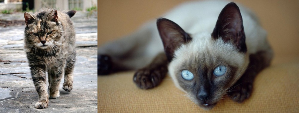Siamese vs Farm Cat - Breed Comparison